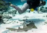 shark_puppy_.jpeg.webp