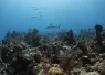 southern_bahamas_scubadiving_video.jpg.webp