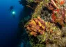 turks_and_caicos_wall_diving-_.png.webp