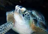 vacation_connection_web_images_x_image.png.webp