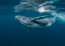 whale_craig_lambert_photography_shutterstock__web.jpg.webp