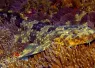 wobbegong_shutterstock_mikeworkman_teaser.jpg.webp