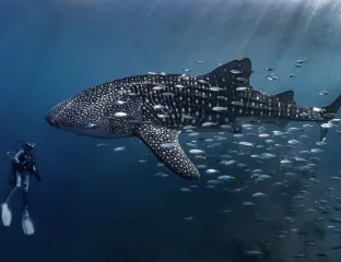 Sharks and Rays.