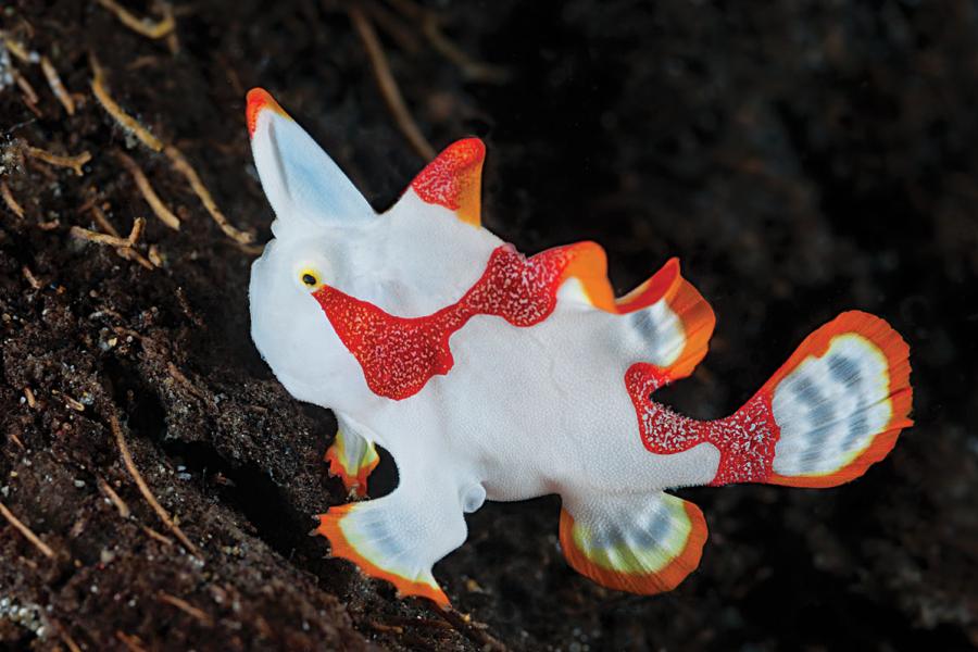 Frogfish: The Masters of Disguise | Scuba Diving