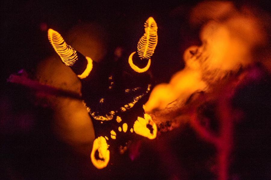 uv underwater photography