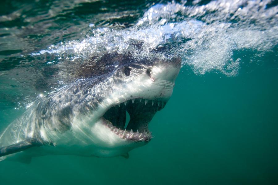 An Unforgettable Dive: Learning What It Takes to Get “the Shot” of a