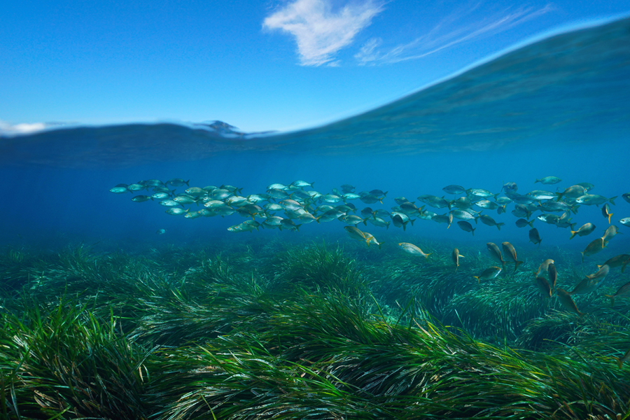 Pollutants from Sunscreens Accumulate in Seagrass, New Study Finds