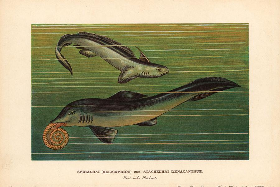 Megalodon and other Prehistoric Sharks | Scuba Diving