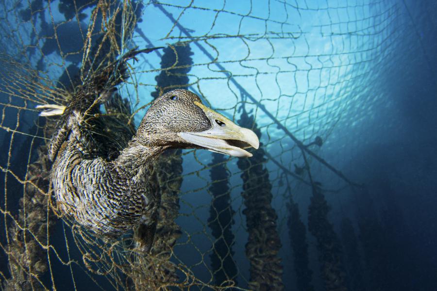 How Scientists are Reducing Bycatch Around the World