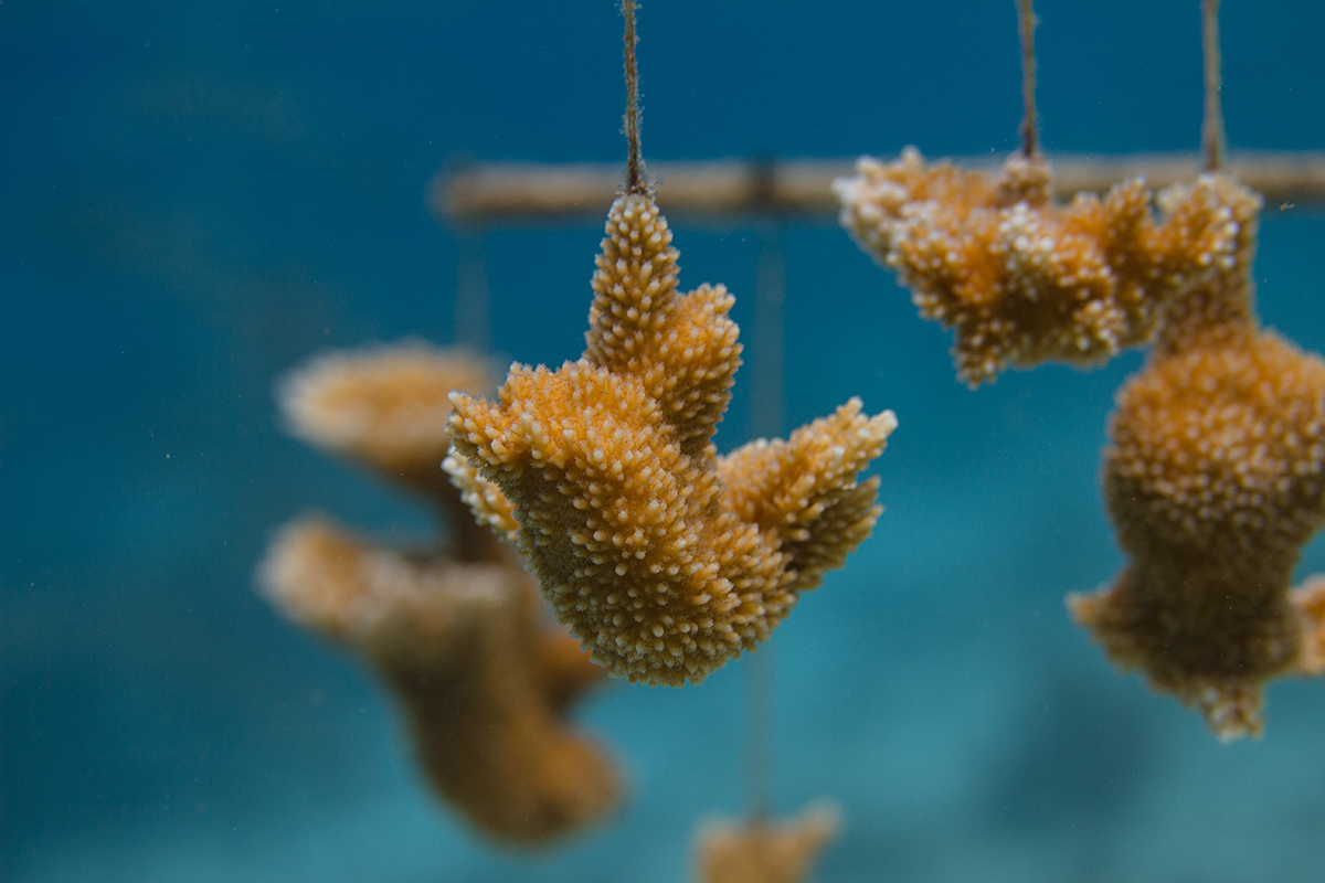 Critically endangered staghorn coral hang in a restorative nursery off of Bonaire.