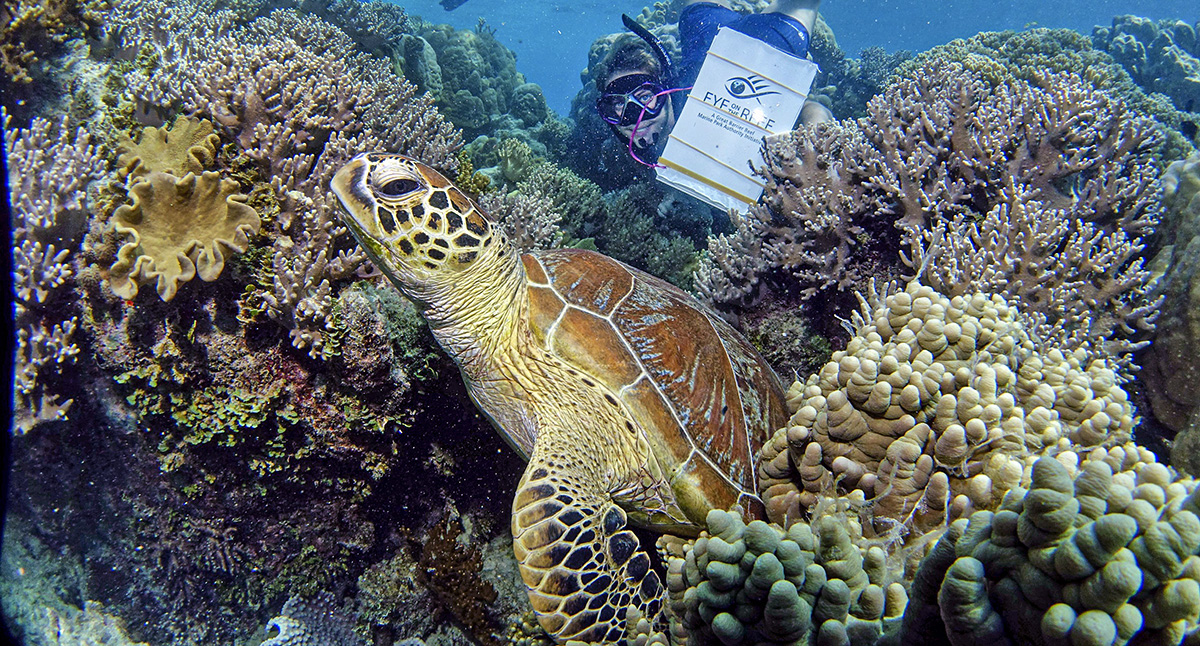 A snorkeler behind a sea turtle on a coral reef.