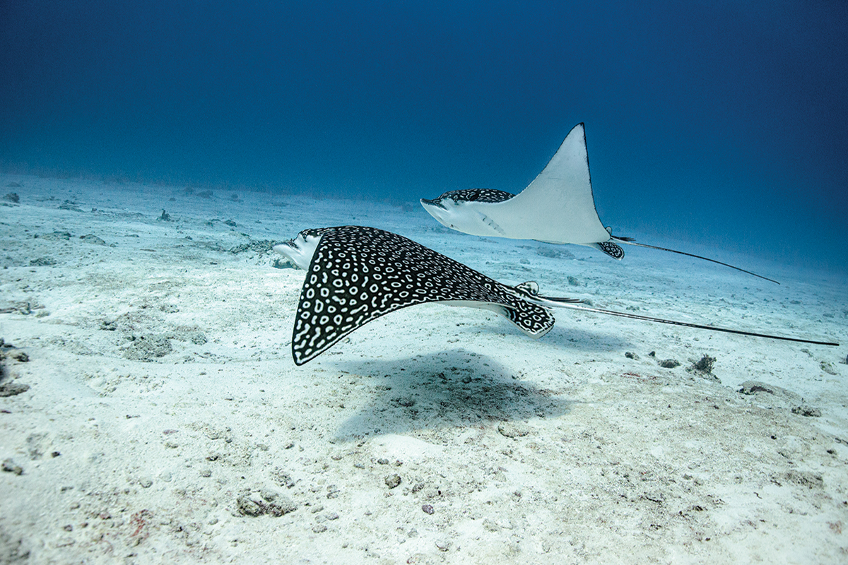 Two spotted rays swim just above the seabed