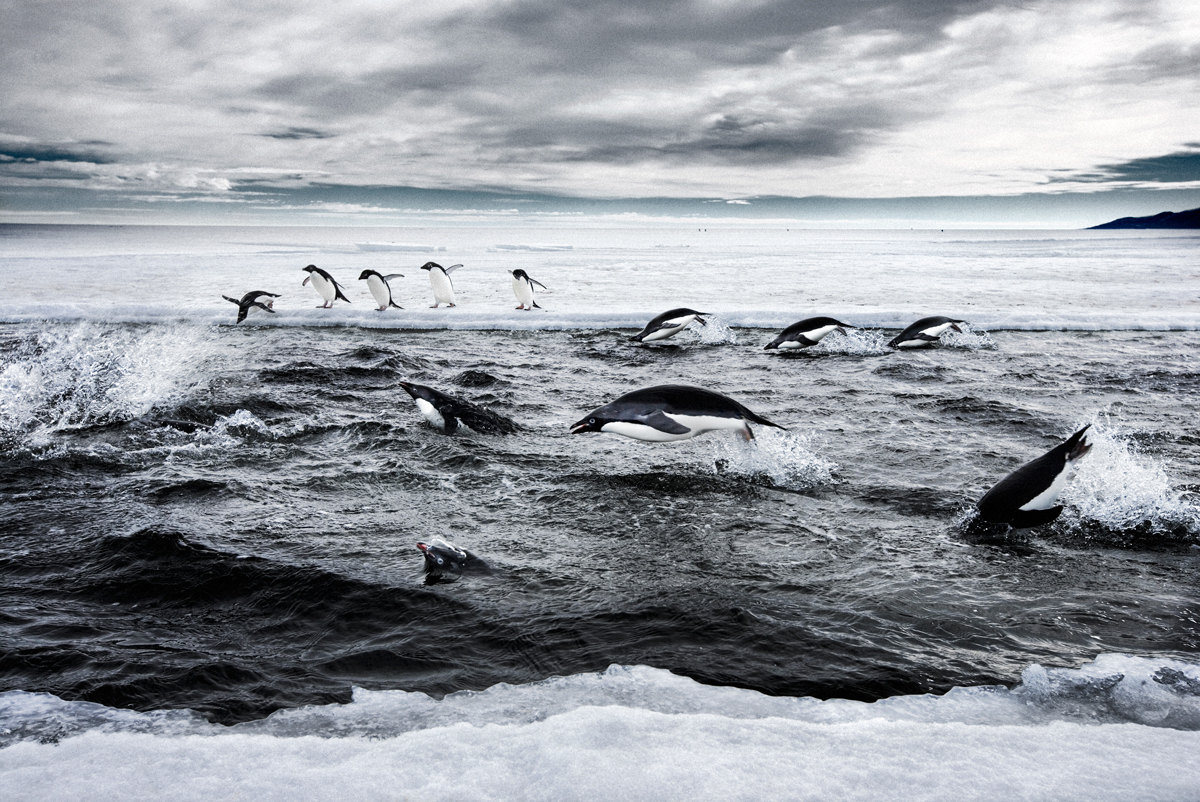 Adelie Penguins Ross Sea