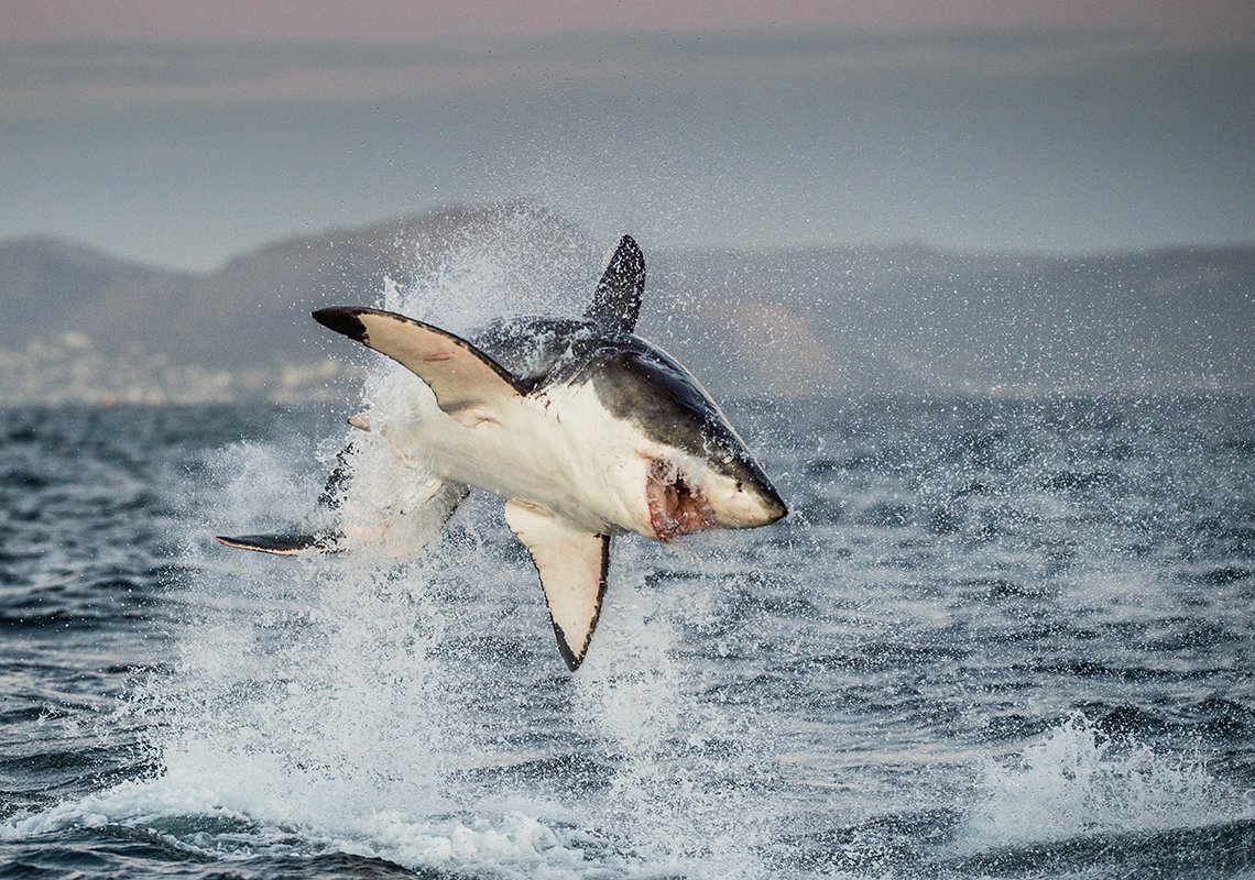 Great white shark breaching