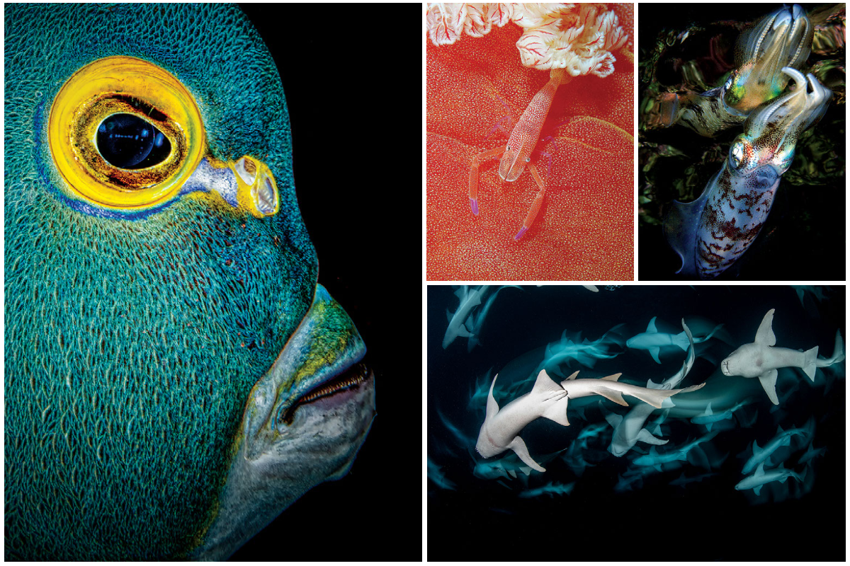 Underwater photo contest teaser