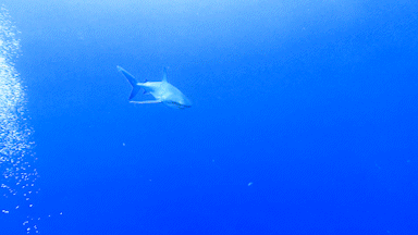 Caribbean reef shark swimming