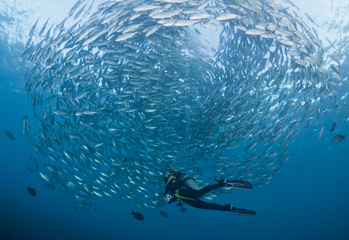 Diver black jack school