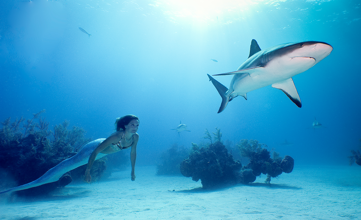 Mermaid swimming with a shark