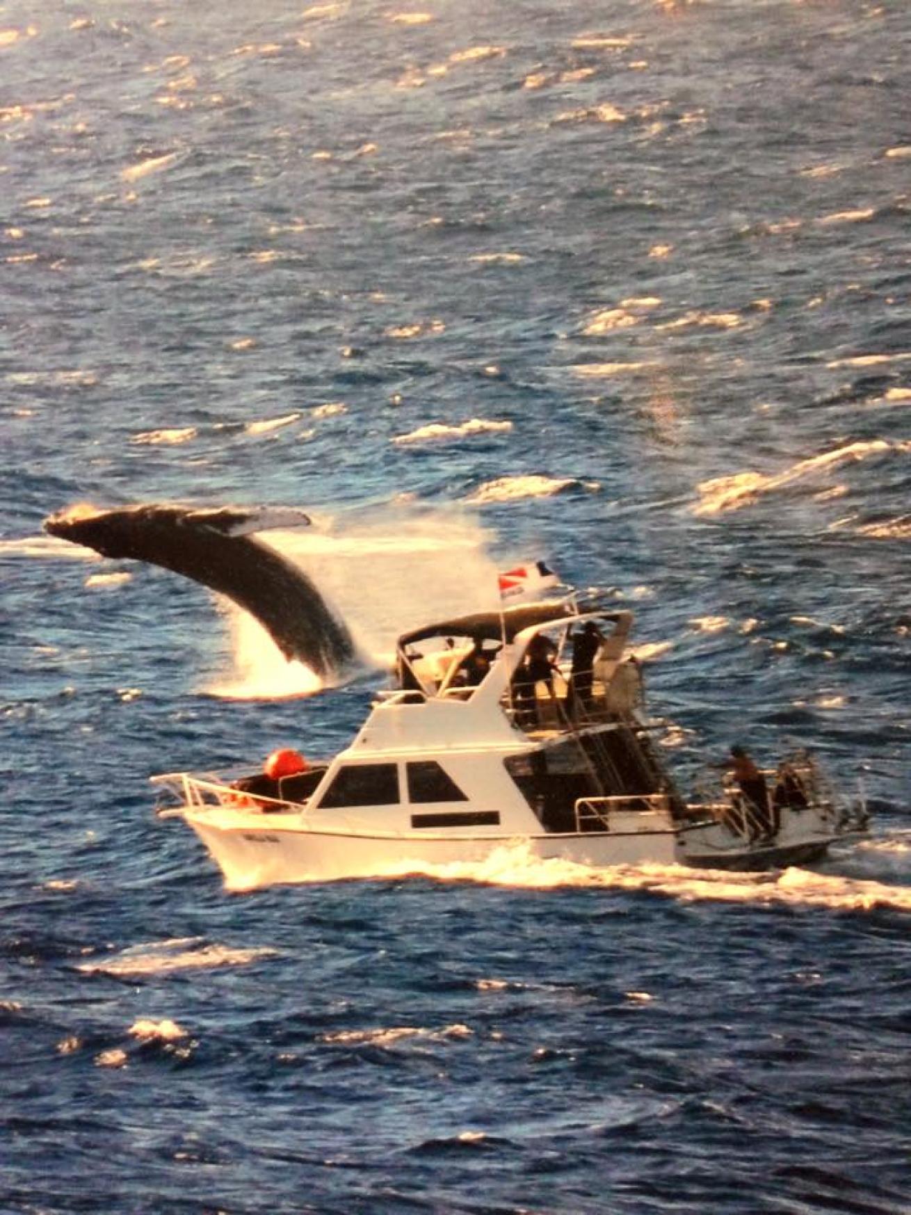 whale hawaii scuba diving