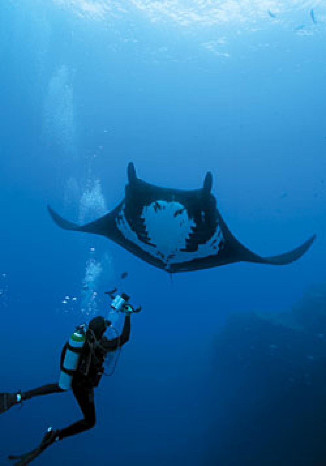Manta Valley  Diving with giant manta rays in Cancún, Mexico
