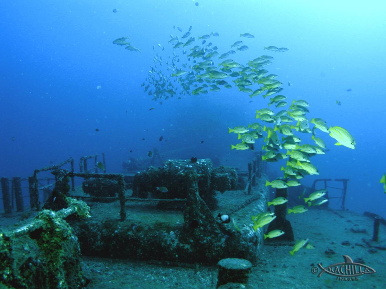 honolulu hawaii sea tiger wreck