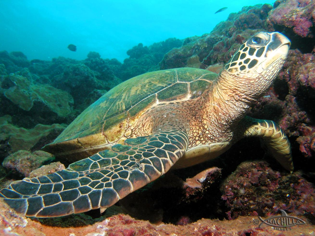 Sea Turtle Ewa Pinnacles