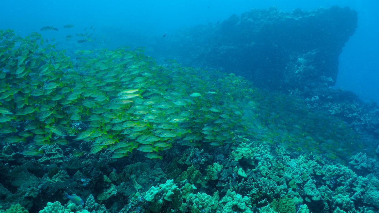 snapper lanai scuba diving