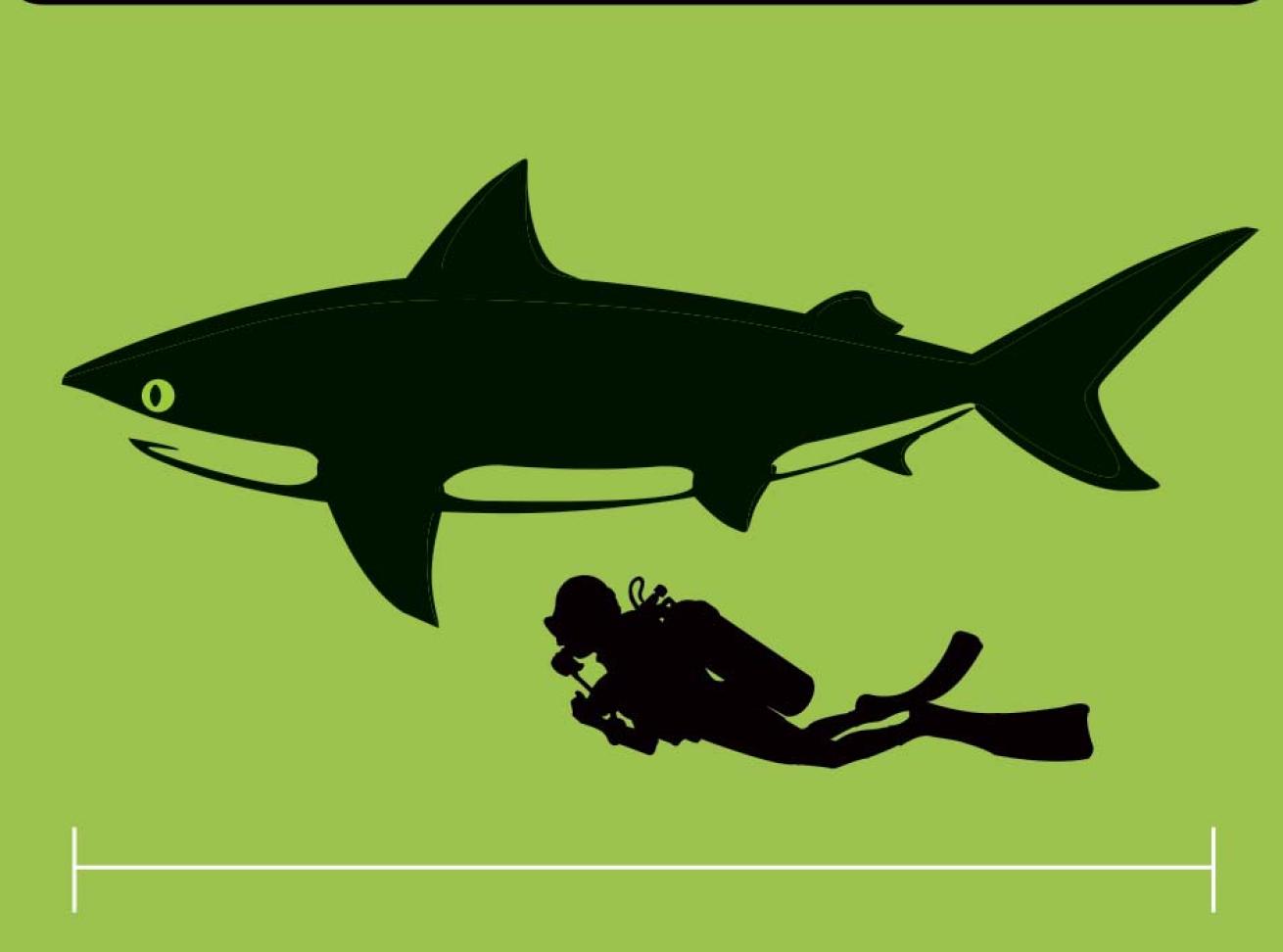 How big is a bull shark compared to a human