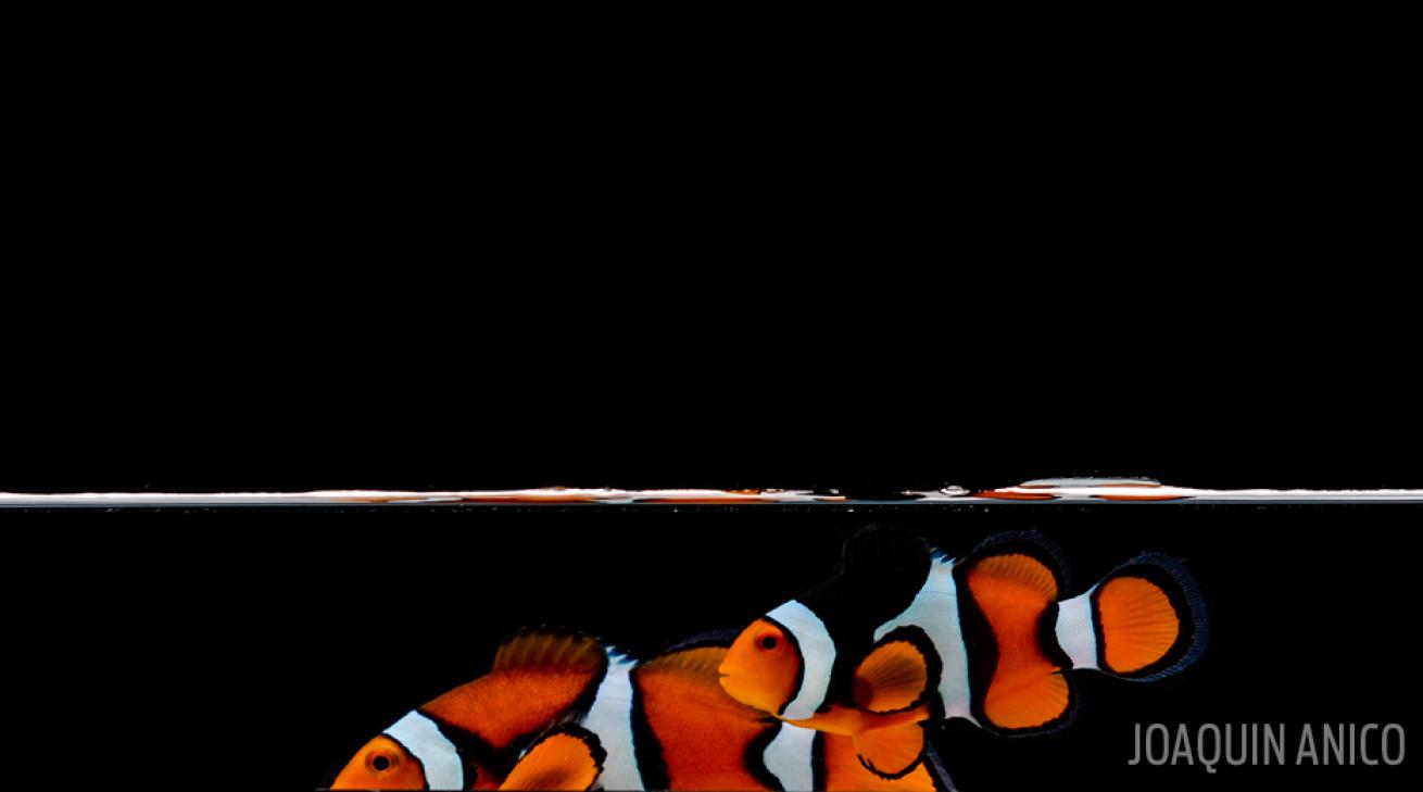 clownfish two stripes orange anemone black underwater photography