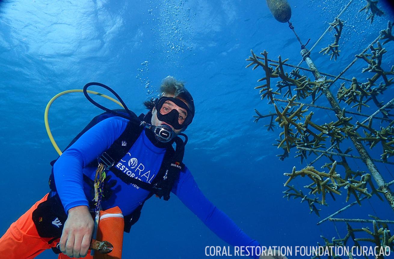 scuba diver works on coral restoration underwater in Curaçao