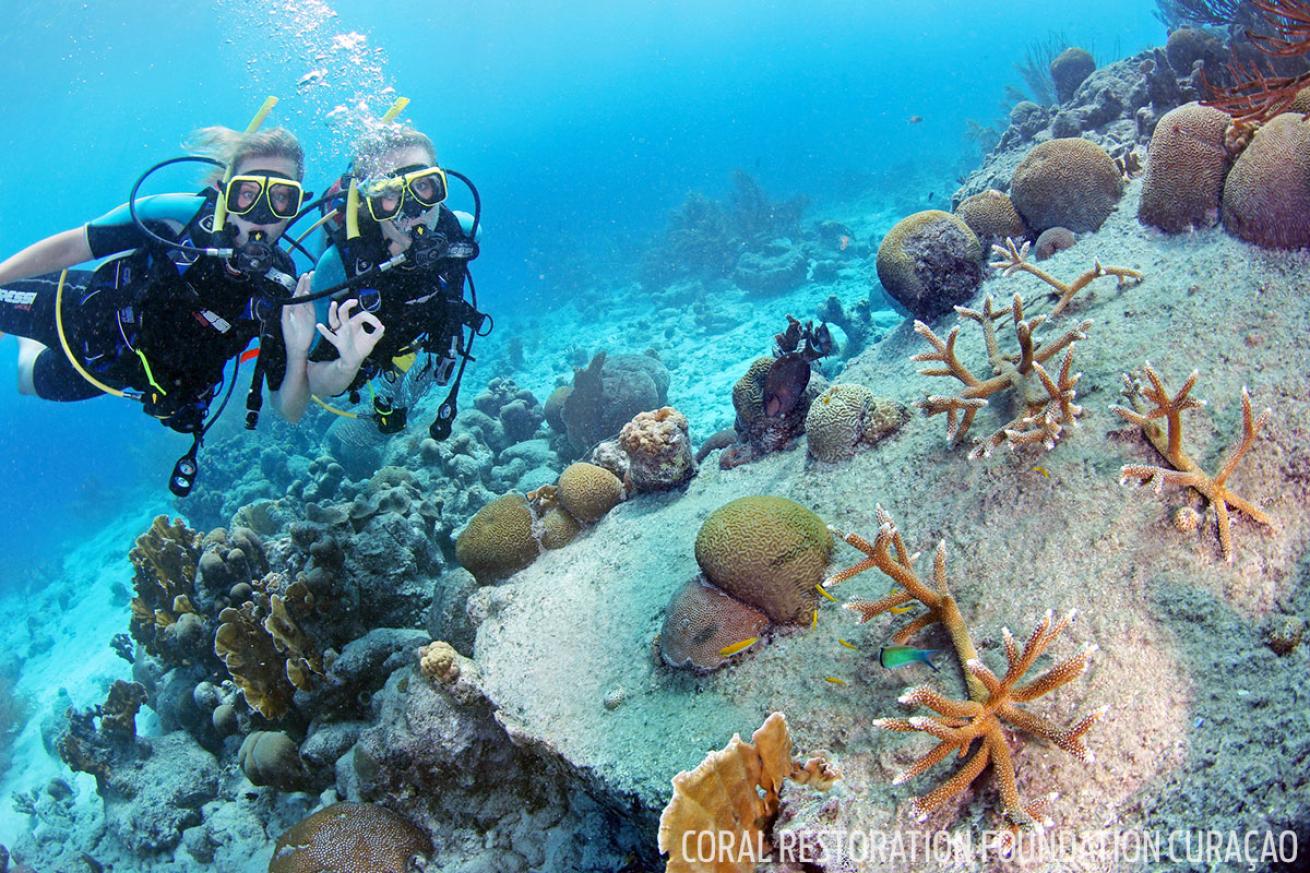Scuba divers on Curaçao's rescued coral reefs