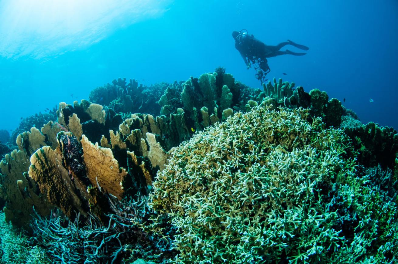 Fire Coral in Indonesia