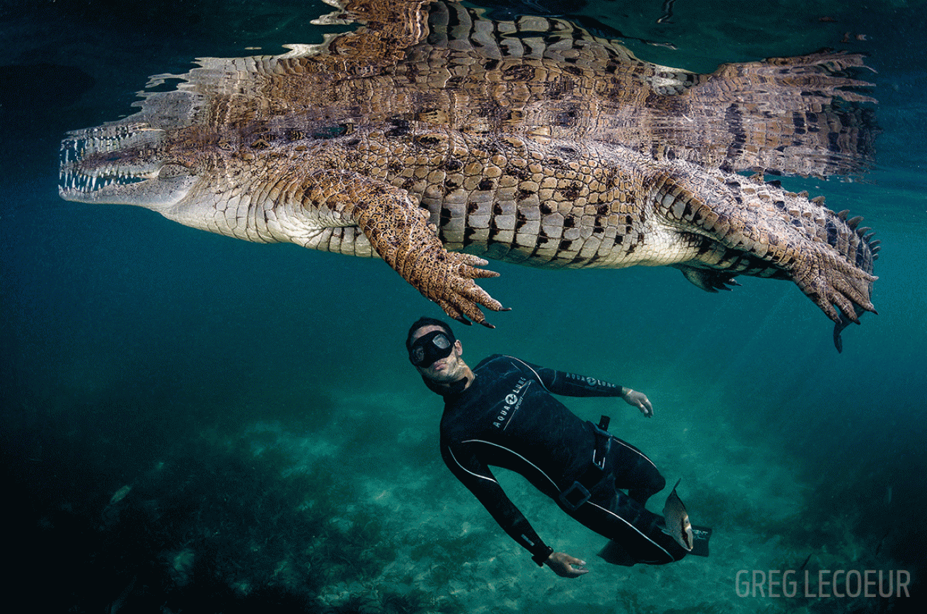 freediver crocodile Garden of the Queen Cuba Underwater Photo