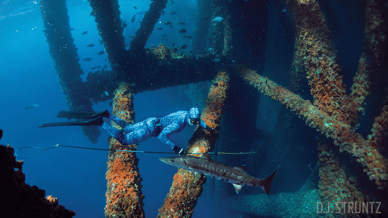 freediver Gult of Mexico barracuda United States underwater photo