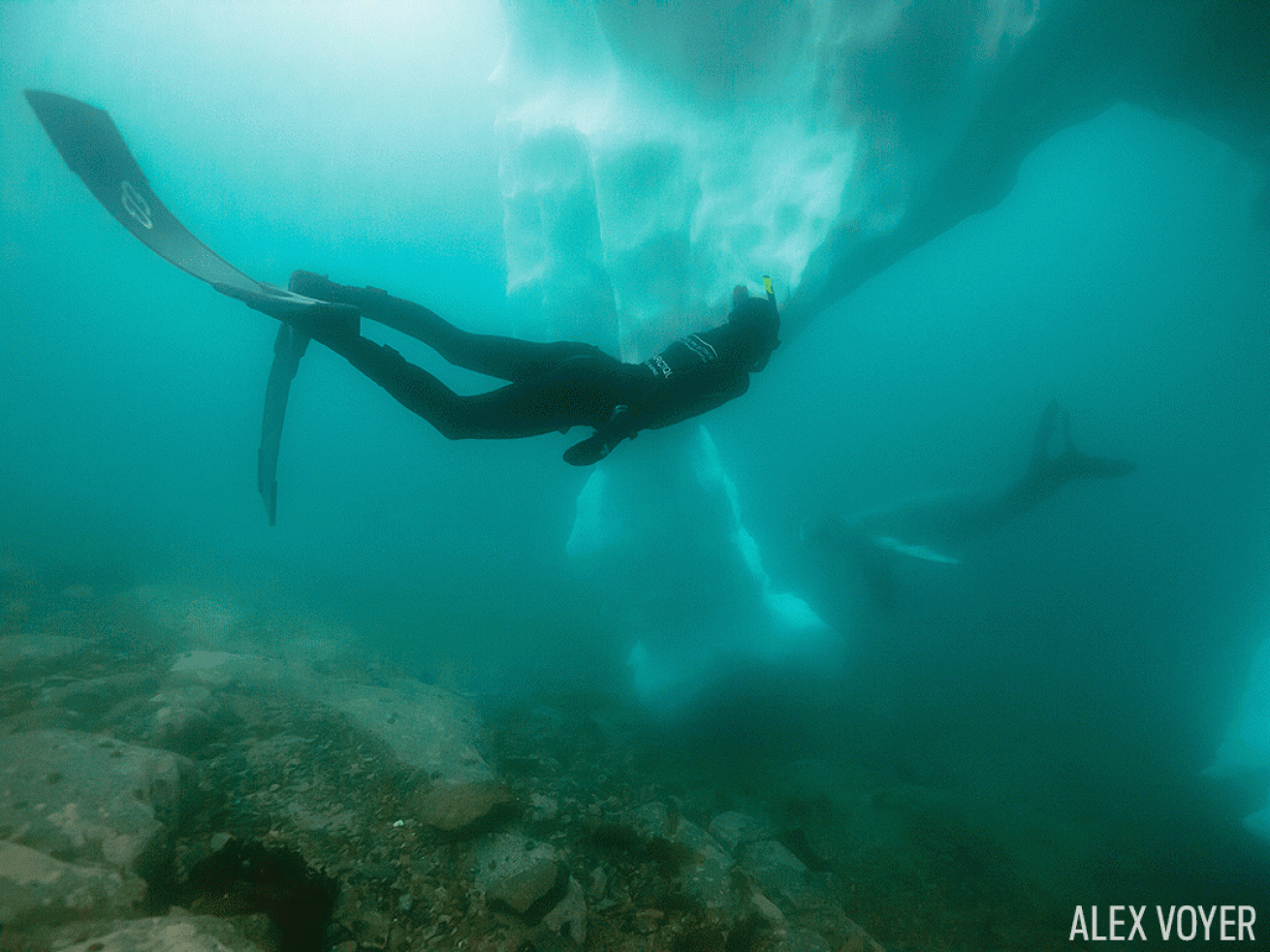 freediver antarctica seal encounter underwater photo