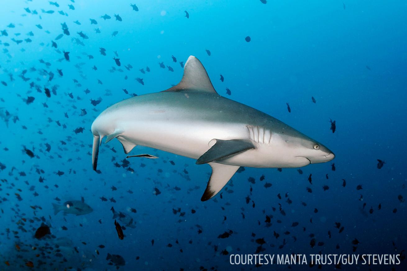 Gray Reef Shark Underwater Maldives