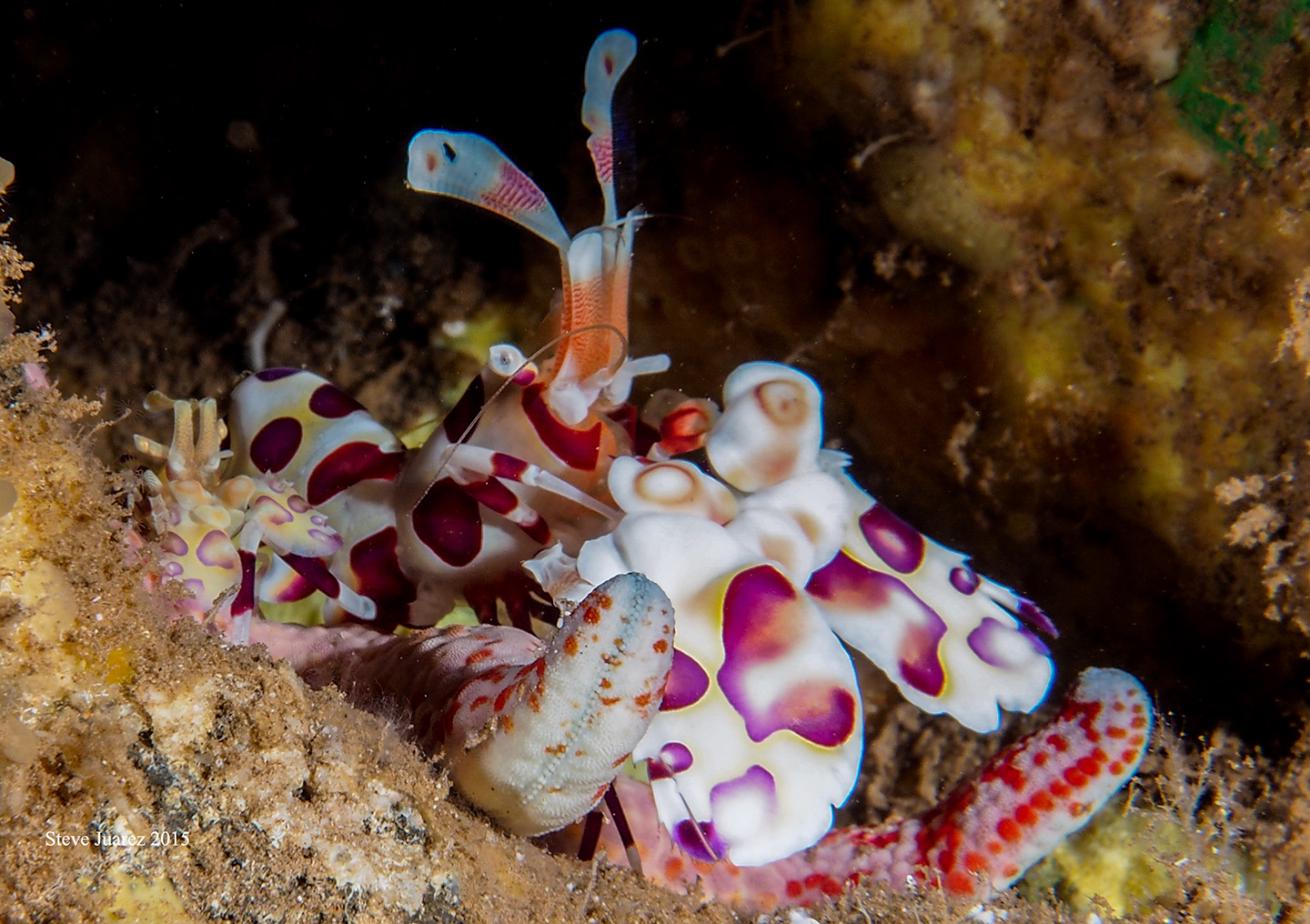 harlequin shrimp lanai scuba diving