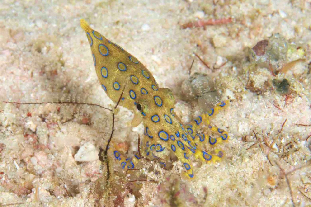 octopus raja ampat