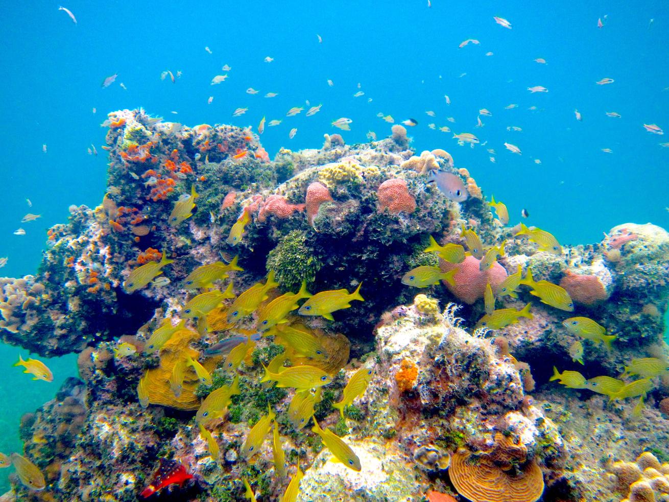 roatan caribbean reef