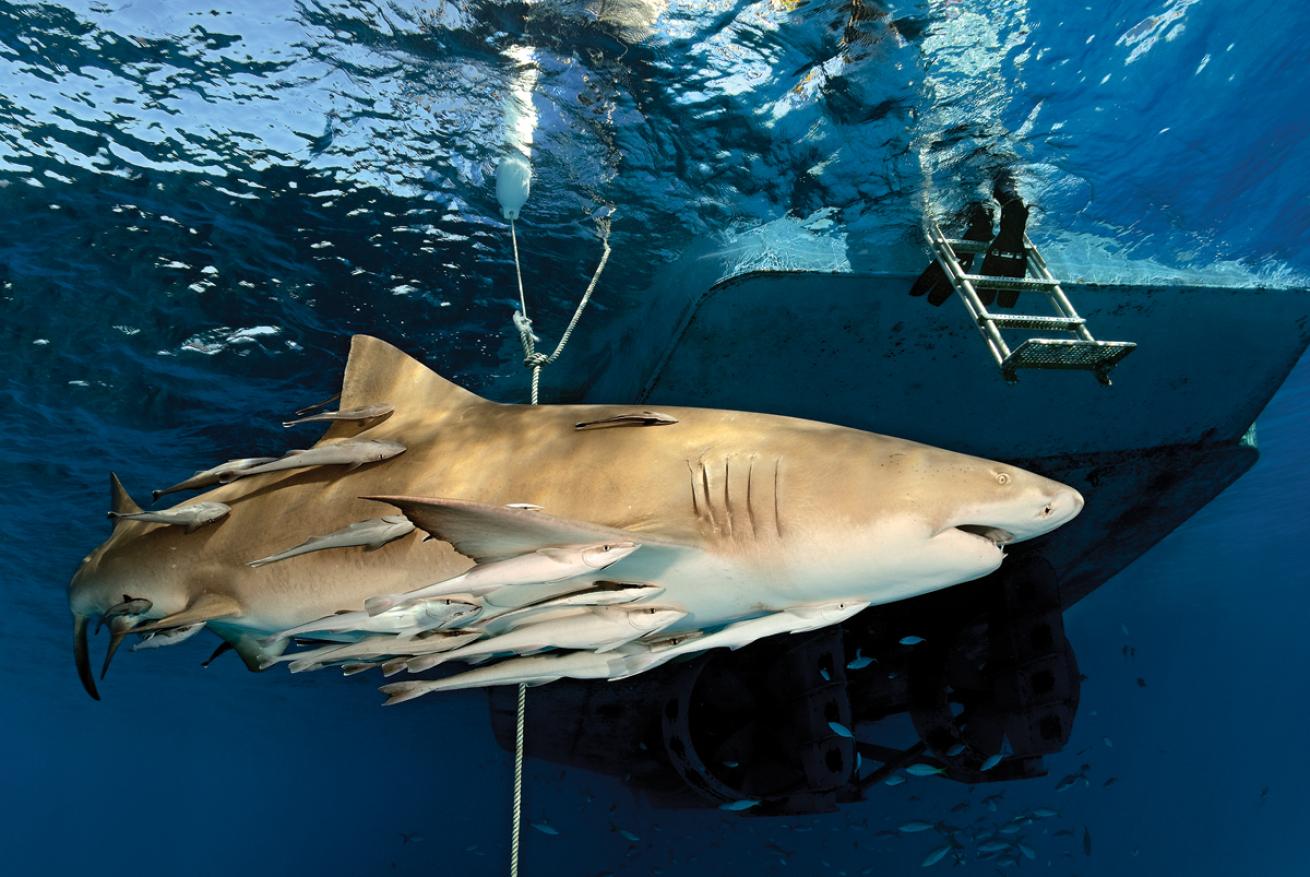 shark bahamas