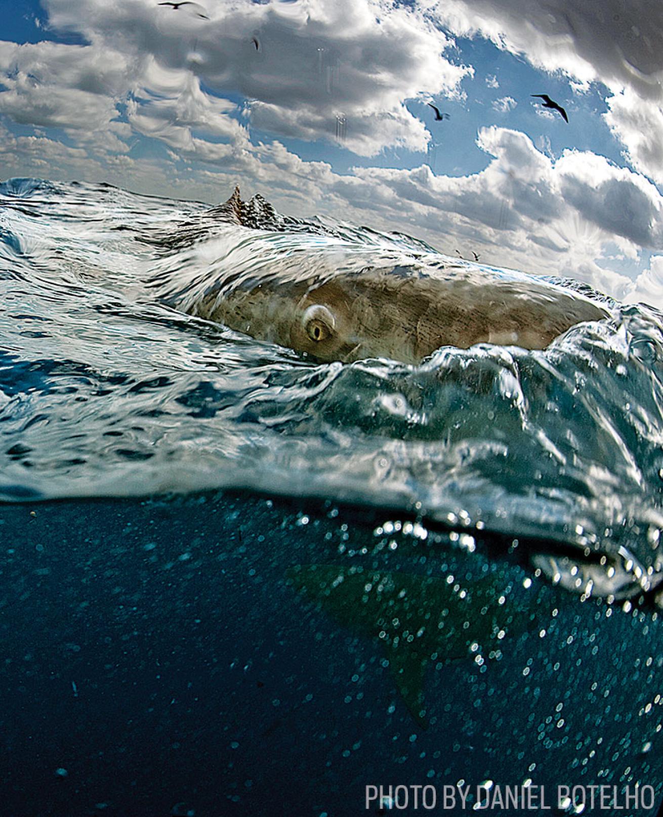 Lemon Shark Eye in Tiger Beach, Bahamas