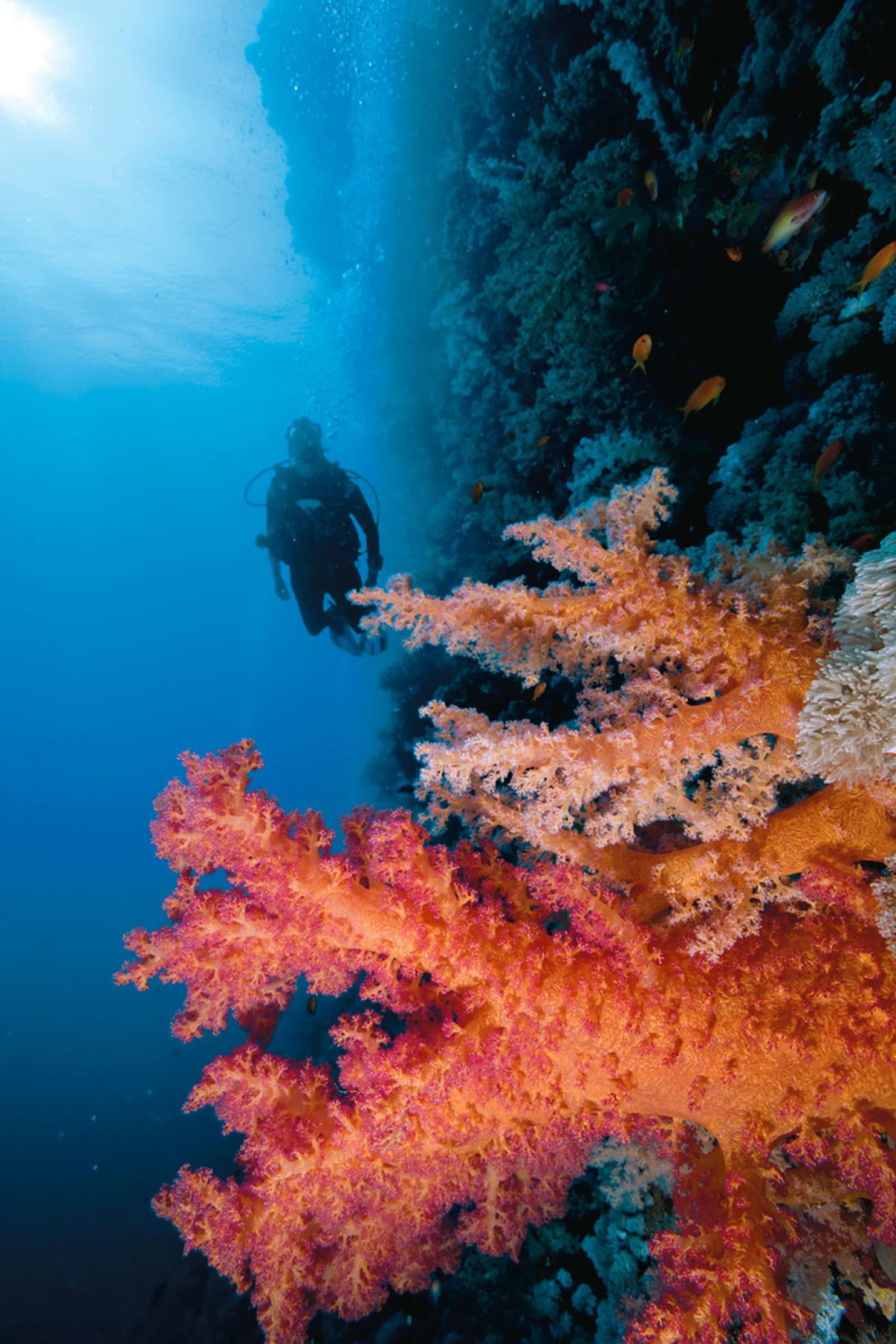 Exploring the Reefs, Corals, Wrecks and Walls of Egypt's Red Sea ...
