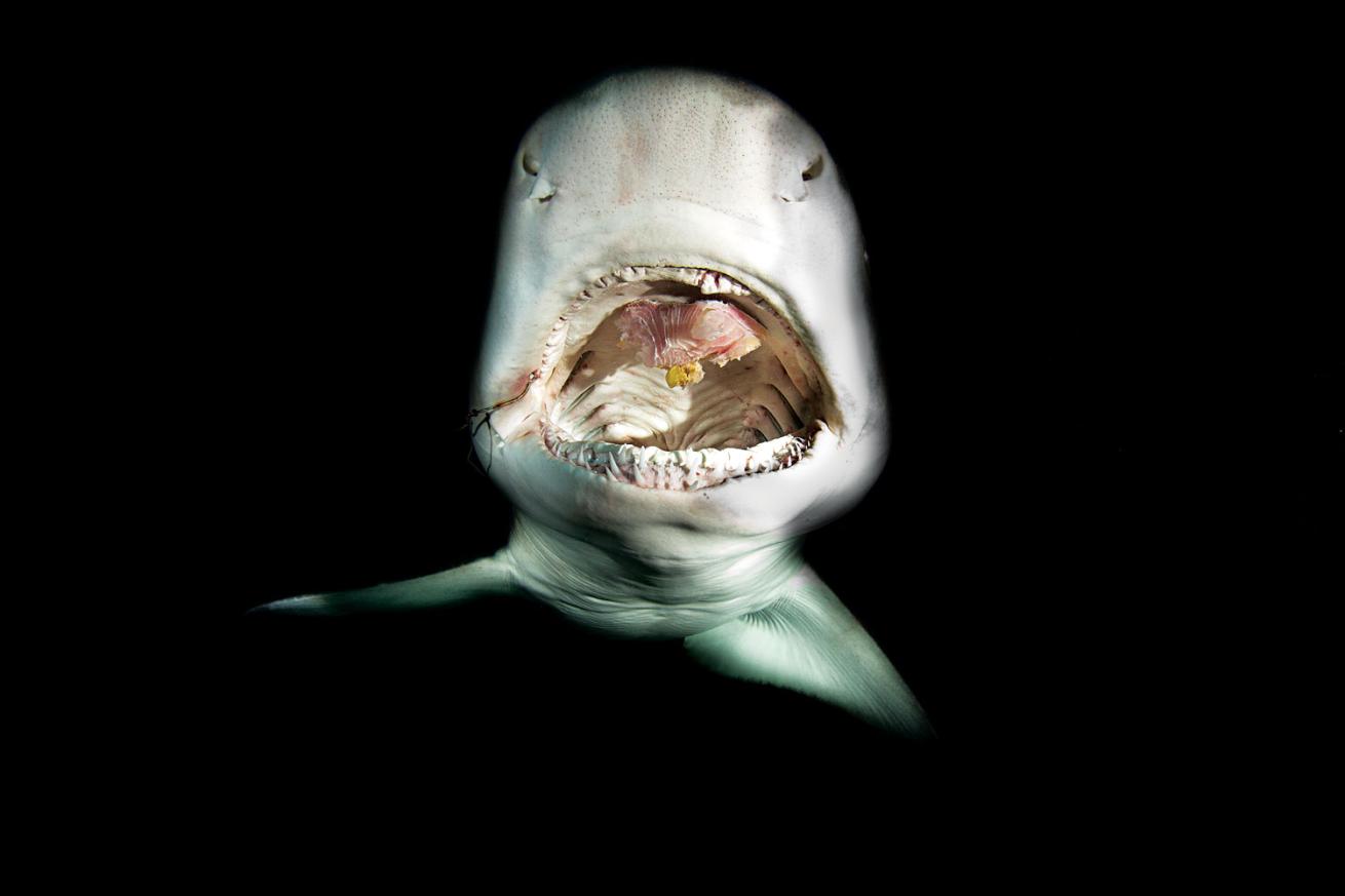 Shark being hand-fed