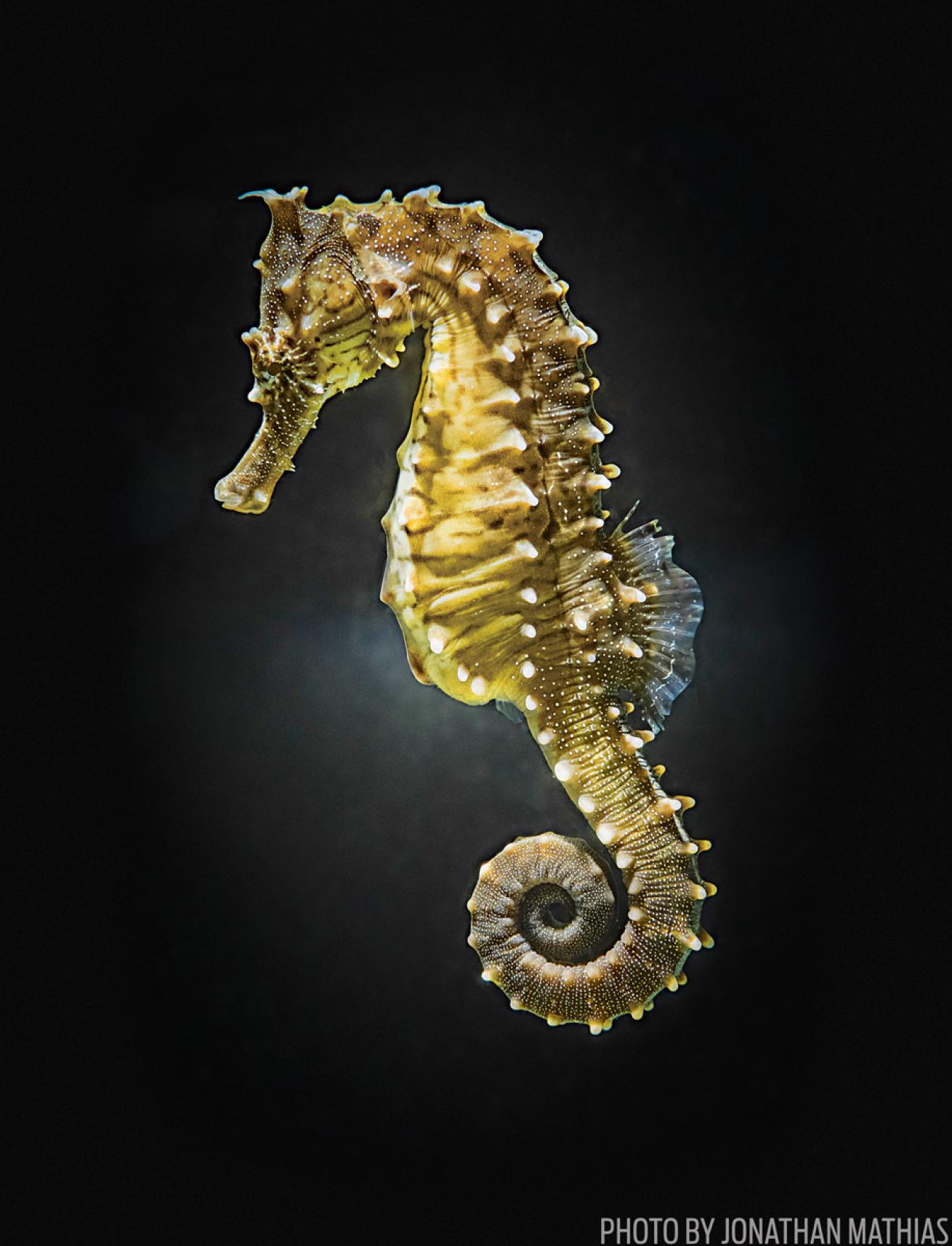 A yellow seahorse with a black background 