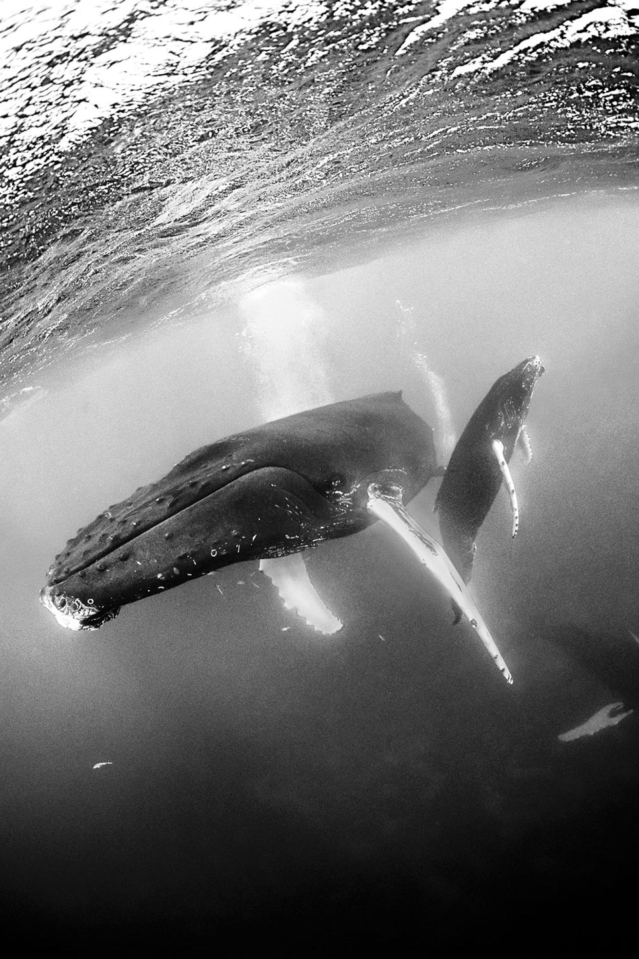 Humpback Whales in Rurutu, French Polynesia