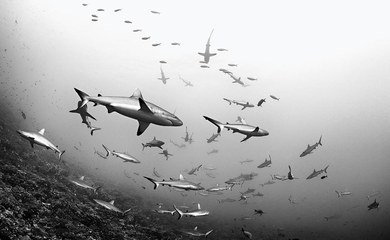Schooling Sharks in Fakarava, French Polynesia