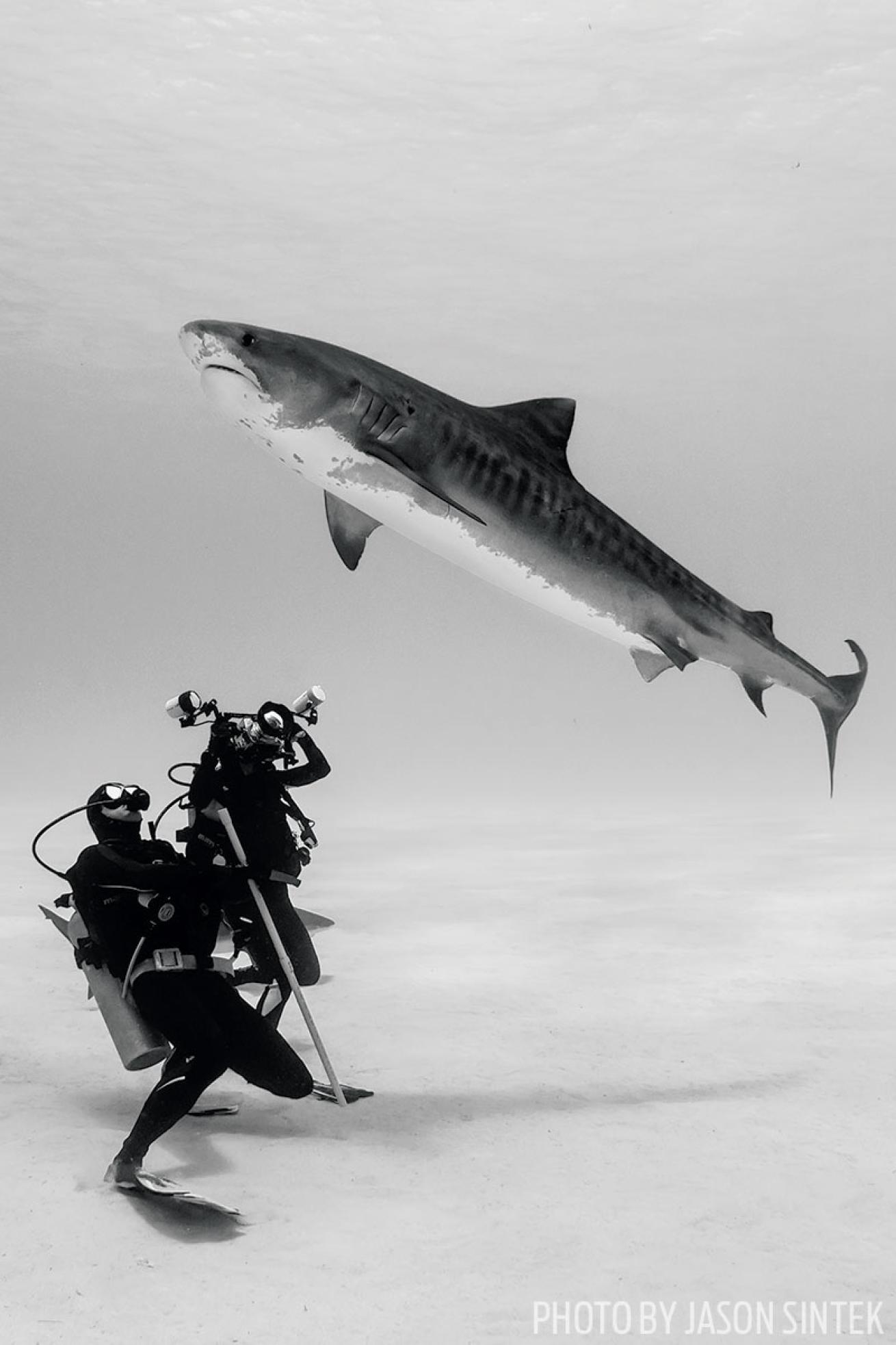 Tiger Shark With Diver Bahamas