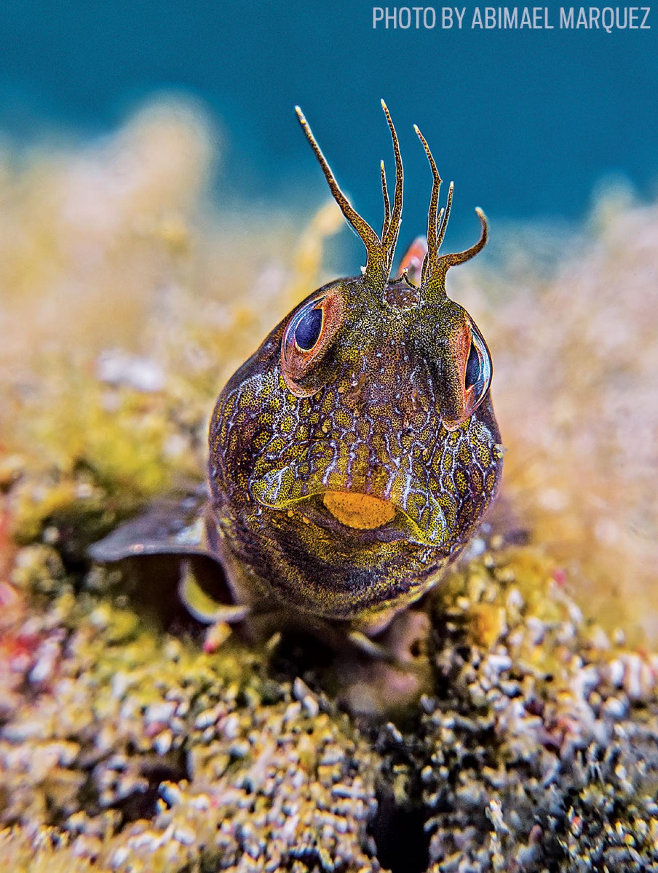 Blenny Photo: First Place Compact Camera Winner