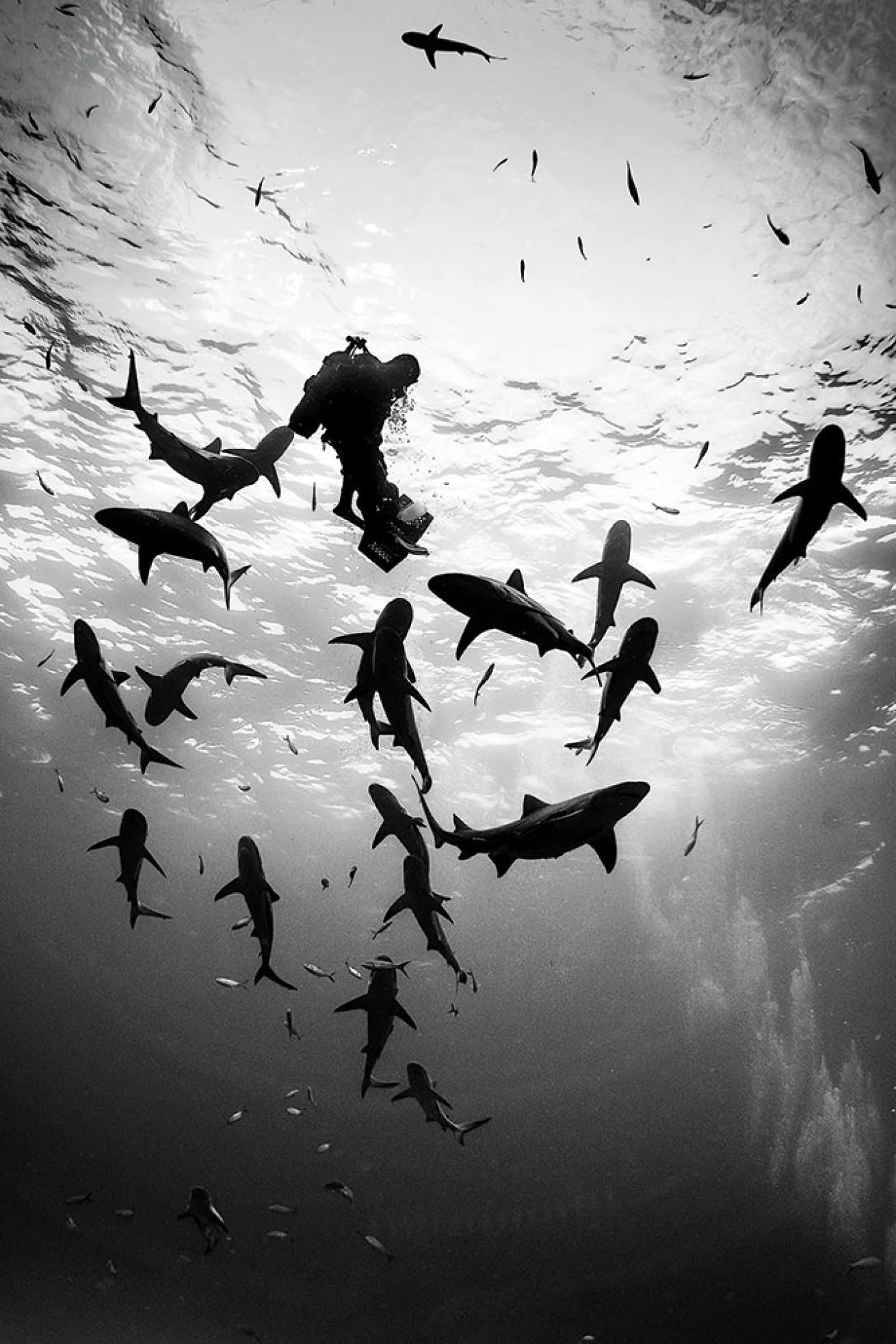 Divers underwater with sharks in the Bahamas