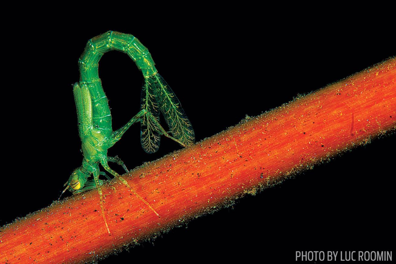 Third Place Macro: Juvenile Dragonfly Underwater